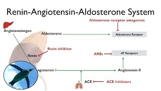 ReninAngiotensinAldosterone System The RAAS [upl. by Anilave]