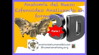 Anatomía del Cráneo Esfenoides visto desde todo los ángulos a través de modelo 3D real Parte I [upl. by Carlos]