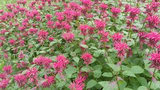 Monarda Bee Balm [upl. by Cardon]