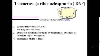 Telomerase action [upl. by Zil543]