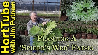 Planting A Spiders Web Fatsia 🌿 Tropical Looking Variegated Evergreen [upl. by Atekihc935]