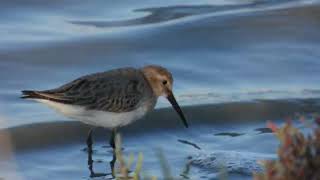 Dunlin Piovanello pancianera Calidris alpina [upl. by Nerek]