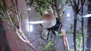 Redback Spider Spinng Egg Sac 2 [upl. by Clynes]