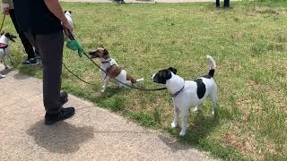 Smooth Fox Terrier Play Date [upl. by Cummings]