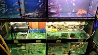 AMAZING aquarium fish store tour in Malaysia Kula Lumpur KLCC [upl. by Heer]