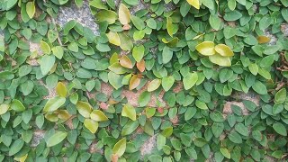 Ficus pumila creeping fig  Royal plant for royal people [upl. by Mcadams]