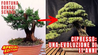 Cipresso una evoluzione di 11 anni [upl. by Ludovick]