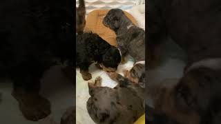 Mini Bernedoodle Puppies 22 days old [upl. by Dlorrej]