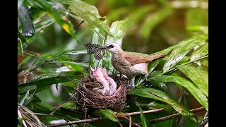 Yellowvented bulbul [upl. by Currey]