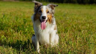 Border Collie vs Australian Cattle Dog Herding Abilities [upl. by Meesak449]