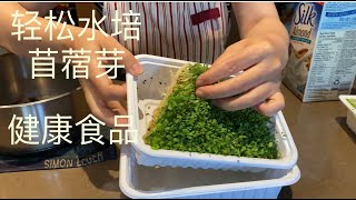 2个盒子 发苜蓿芽 丰富维生素k 做蛋饼 包饺子 今天早餐组合 阿公一早拍到大鸟捕鱼全过程【Garden Time 田园生活分享】 [upl. by Burrow]