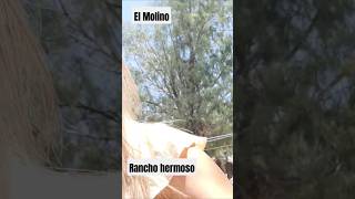 El Molino Rancho hermoso shortviral shortvideo fypシ゚viral fyp trending [upl. by Truman]