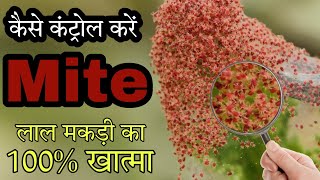 Mites control in all crops  रेड माइट लाल मकड़ी को रोकने के जैविक तथा रसायनिक उपाय by PC Verma [upl. by Ahsenaj]