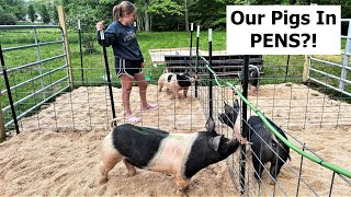 Pastured Pigs In PENS Why We HAD To Simple Pig Pen SetUp [upl. by Aneeles367]