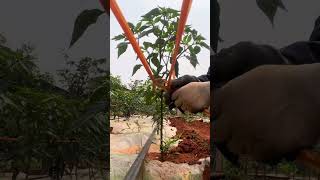 Prevent lodging is important for Pepper farming farming tricks [upl. by Piscatelli521]