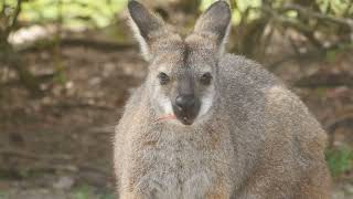 Wallaby Wonders Fascinating Facts About These Aussie Icons Wallabies AussieAnimals NatureLovers [upl. by Sterling416]