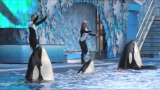 Sea World Shamu Show with Dawn Brancheau 3 days before she was killed by an orca [upl. by Haeluj]