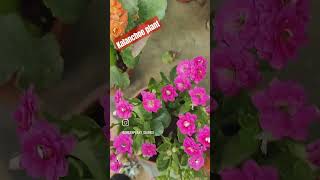 kalanchoe plant♥️💚🧡💛houseplantsgreendiaries 💚🌲🌳🌴🌵 [upl. by Kaylil690]