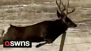 Deer galloping through Colorado field falls flat on its antlers  SWNS [upl. by Inaliel]