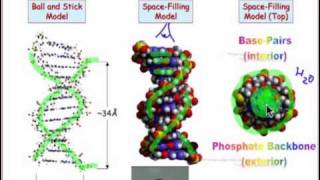 2304 The Structure of DNA [upl. by Akeimahs56]