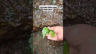 fern From Araku Ghat Road OrganicPrabha organicprabha gardening [upl. by Ailecnarf]