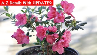 RIGHT Way To GROW amp CARE For Azalea Plant [upl. by Aramac]