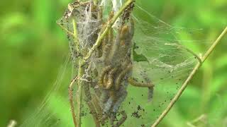 Dogbane webworm tents [upl. by Lowrance]