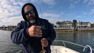 Fishing San Diego bay Spotties halibut 061424 Hookup Baits Damiki Backdrop [upl. by Noisla]