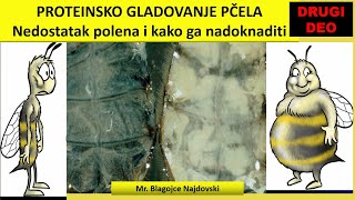 Mr Blagojče Najdovski PROTEINSKO GLADOVANJE PČELA II deo [upl. by Kenleigh653]