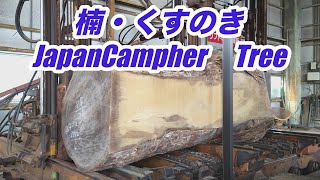 楠の製材です・Camphor Tree [upl. by Ainekahs]