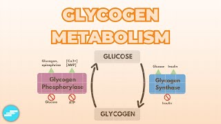 Regulation of Glycogen Metabolism [upl. by Carbrey]