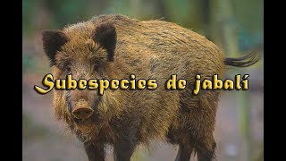 Subespecies de jabalí [upl. by Stanwood]