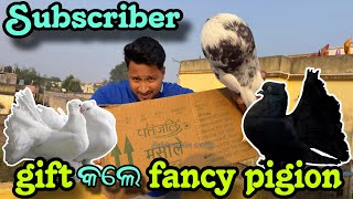 GIFT କଲେ ଏତେ ସାରା ପାରା  LABRADOR DOG  PITBULDOG  JAPUARABPETVLOG [upl. by Yelac467]