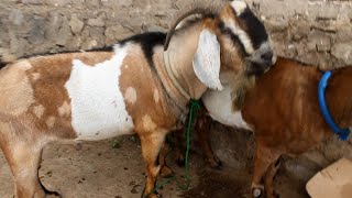 Amazing Young Anglo Nubian Goat really Fantastic Quality [upl. by Reinke30]