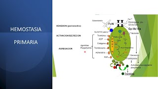 Fisiología de la Sangre Hemostasia Primaria [upl. by Htes]