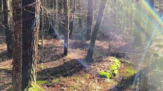 3 Trees marked in the wetlands marked to come down in Shutesbury MA [upl. by Kalb293]