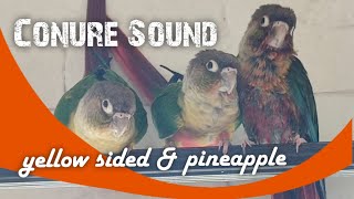 Conure Playtime  Yellow Sided amp Pineapple Conure sound [upl. by Ciapas803]