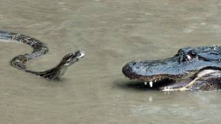 Python vs Alligator 01  Real Fight  Python attacks Alligator [upl. by Mallin]