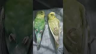 Two of budgies sleeping in bed birds [upl. by Zeta]