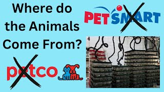 Petco and PetSmarts Dark Secret [upl. by Iggam906]