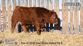 Davidson Gelbvieh Bull Lot DVE 145L sells Friday March 1 2024 [upl. by Yatnwahs]