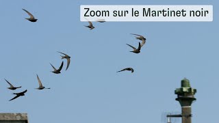 Zoom sur le Martinet noir [upl. by Wickman]