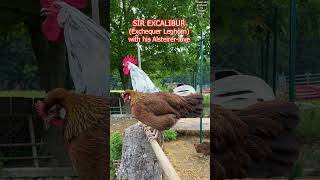 quotSir Excaliburquot the Exchequer Leghorn rooster crowing on our farm chickens hühner gallinas [upl. by Lezti]