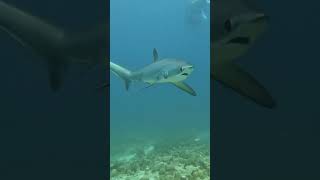 말라파스쿠아 환도상어 Thresher Shark in Malapascua 말라파스쿠아 환도상어 Thresher [upl. by Byram]