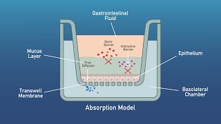 Aelius Biotech Digestion and Absorption Models [upl. by Lishe97]