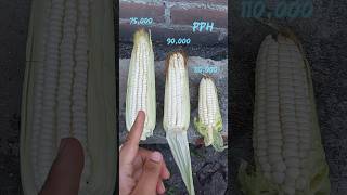 🌽🌽Densidad de siembra en el maíz 🌽🌽 maiz elotes agronomia agricultura [upl. by Eniger454]