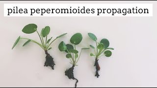 pilea peperomioides propagation  easy care house plant [upl. by Yruama]