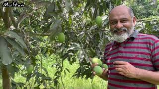 Best mangoes of the world Multan  iftikhar Ahmad usmani  ایکسپورٹ کوالٹی پاکستانی آم [upl. by Leahcimnhoj]