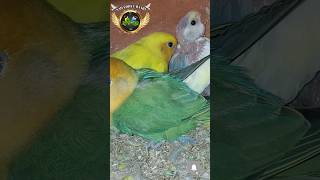 Agapornis roseicollis Dominant Pied Orange Face 🍊Opaline birds birdslover shortvideo short bgm [upl. by Kordula]