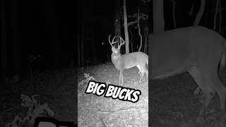 My trail cams are killing it this year hunting whitetailbucks deerhunting deer shorts [upl. by Abra213]